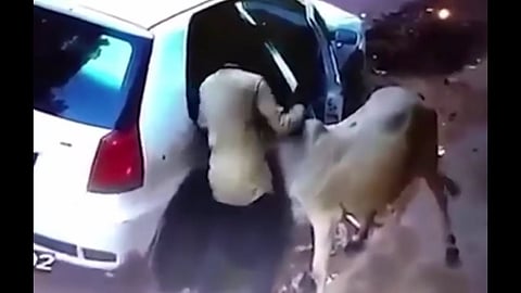 cow theft