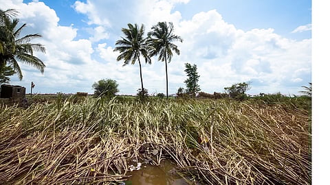 Many farmers in Atpadi taluka are waiting for compensation
