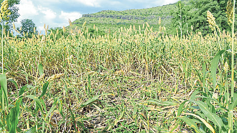 काढणीस आलेल्या पिकांत डुकरांचा धुडगुस; शेतकरी हवालदिल
