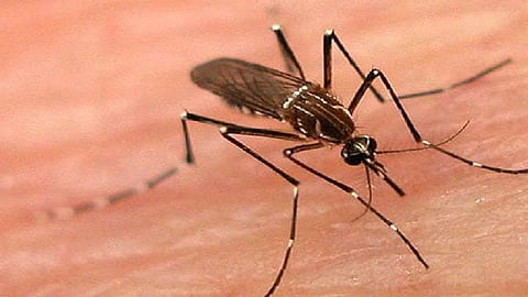 Sanglikars get 'fever' due to dengue, malaria, chikungunya
