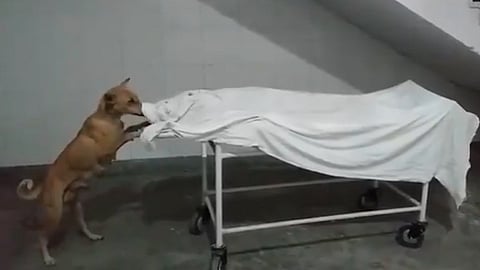 dog up