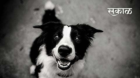 dog was burned in sack in pimpri