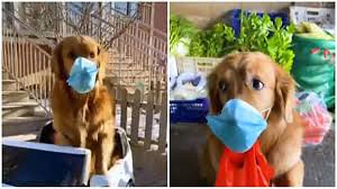 CoronaVirus : जग कसे बदलेल सांगणारा टिकटाॅक व्हिडिओ