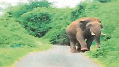 Elephant