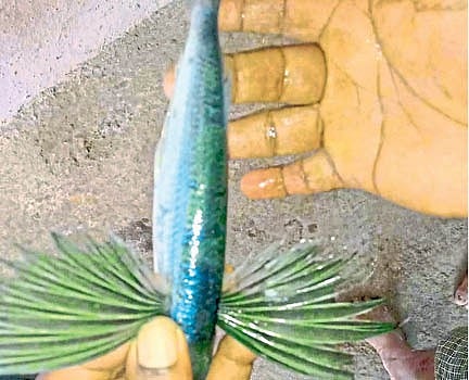 Palghar beach fisher found flayer fish bird