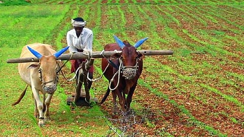 exaction of farmers stopped under the kisan policy in ratnagiri from local body
