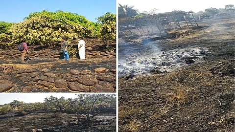 fire in farm 280 kashu and 610 mango plant fire in ratnagiri