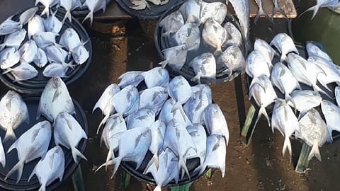 corona the demand increase of meat and fish market because in ratnagiri