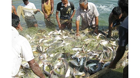Traditional Fisherman Aggressive In Ratnagiri Kokan Marathi News