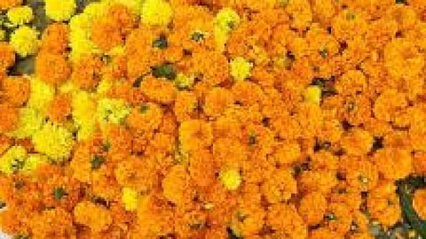 झेंडूचा दर बहरला; परतीचा पावसाचा ग्राहकांना फटका