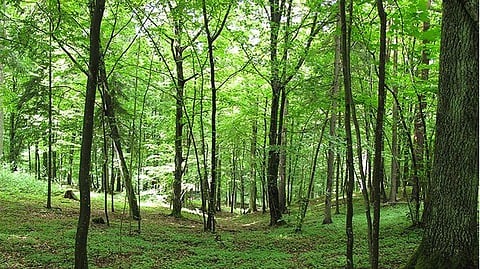 chandrapur gadchiroli forest merge will formed news gondwana forest 