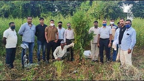 ganja farmer.jpg