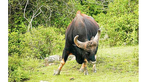गव्याच्या हल्ल्यात सिंधुदुर्गात शेतकरी ठार