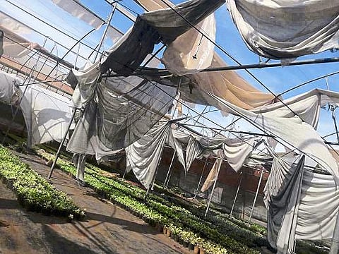 Farmers helpless due to polyhouse collapse