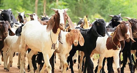 Great benefit if goat rearing