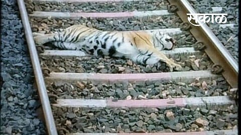 The missing leg of a dead tiger was found Two railway employees arrested