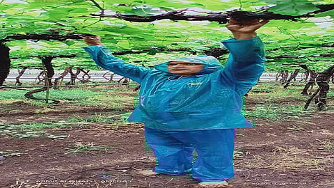 grapes.jpg
