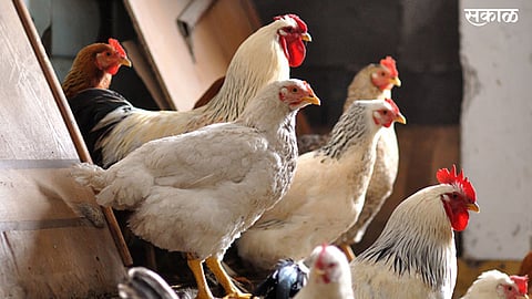 नऊ राज्यांत कोंबड्यांना बर्ड फ्लू
