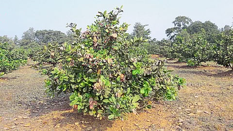 Climat Effect On Cashew Nut In Sindhudurg Kokan Marathi News