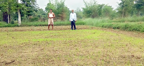 गिधाडी : शेतात 25 टक्केच उगवलेल्या पऱ्ह्याची पाहणी करताना महाबीज कंपनीचे सहायक क्षेत्र अधिकारी व शेतकरी.