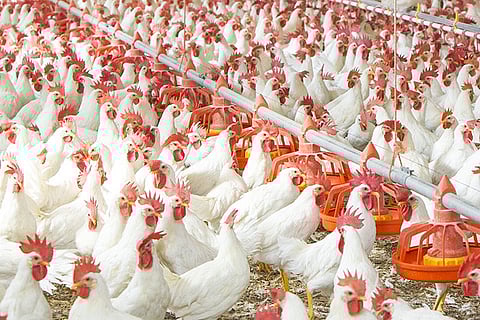 Chicken sales are on the rise in belgum