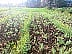 kolkapur kowad Lentils farmer Product loss