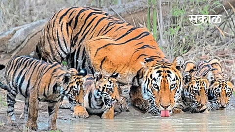 forest wild leopard life information pradip sutar sangli marathi news