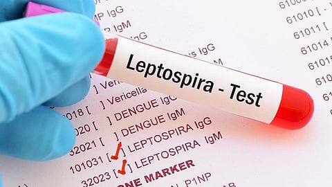lepto disease patients are found in kankavli again health department take care for this in sindhudurg