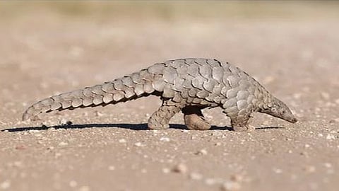 pangolin smuggling in ratnagiri on political leader arrested by police yesterday evening