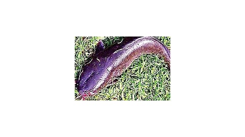  Thai Magur Deportation In Ratnagiri Kokan Marathi News