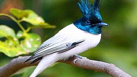 या जिल्ह्यात माशीमार पक्षी चोहीकडे 