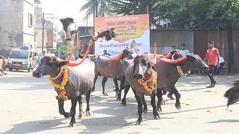 traditional event of buffalo procession in kolhapur with the rules and regulations in kolhapur
