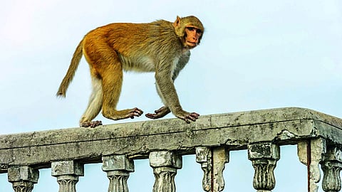 monkey
