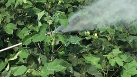 pesticides