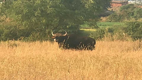 कास : फुले नव्हे, वन्यप्राण्यांना पाहून सातारकरांना हाेताेय आनंद