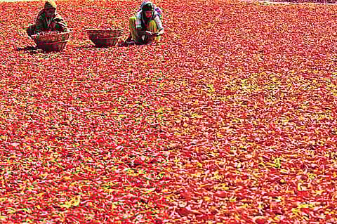 red chilli Nandurbar