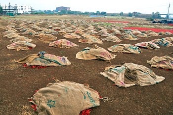 nandurbar bajar samiti red chilly