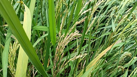 rice.jpg