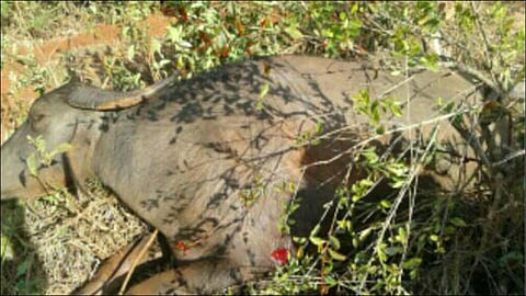 शिकार करायची होती डुकराची पण झाली म्हैसीची