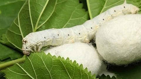 यळगूडच्या विश्‍वास खोतांनी मजूरी सोडून फुलवली रेशीम शेती