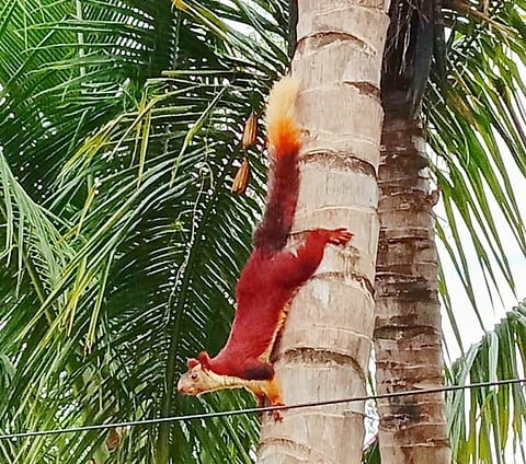 Shekru is a rare animal found in Utur area of ​​Ajra taluka