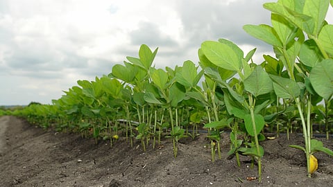soybin