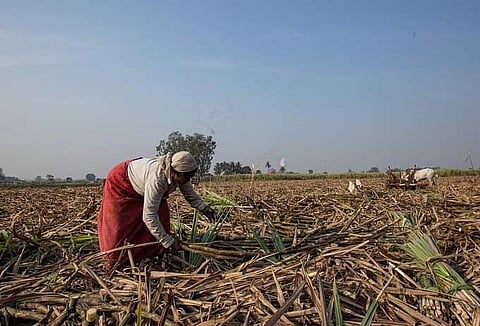 Quarantine the laborers in the sugar factory area Order of sugar commissioners