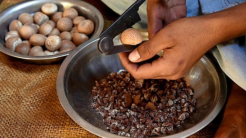the betel nut production decreases due to humus in konkan area ratnagiri