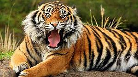 tiger news 