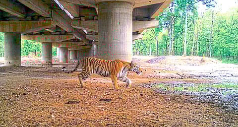 Five and a half thousand wild animals roam freely through the underpass