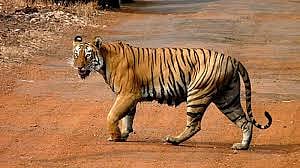 There Will Be a Tiger Safari in Tipeshwar