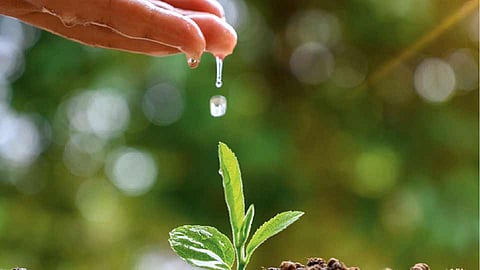 samrat phadnis article Government schemes for plantation