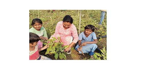 Umed organization learns and cultivates agriculture