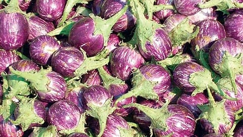 Satara Latest Marathi News